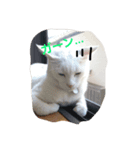 しろねこスタンプ3（個別スタンプ：11）