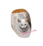 しろねこスタンプ3（個別スタンプ：15）