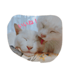 しろねこスタンプ3（個別スタンプ：16）
