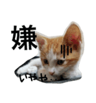 とし猫 しゃみちゃん(ネコ)（個別スタンプ：4）