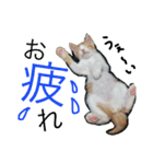 とし猫 しゃみちゃん(ネコ)（個別スタンプ：7）