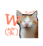 とし猫 しゃみちゃん(ネコ)（個別スタンプ：8）