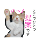 とし猫 しゃみちゃん(ネコ)（個別スタンプ：12）