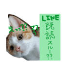 とし猫 しゃみちゃん(ネコ)（個別スタンプ：13）