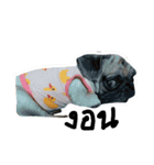 mini's dog ＆ friends（個別スタンプ：1）
