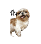 mini's dog ＆ friends（個別スタンプ：6）