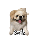 mini's dog ＆ friends（個別スタンプ：7）