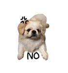 mini's dog ＆ friends（個別スタンプ：8）