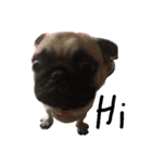 mini's dog ＆ friends（個別スタンプ：12）