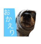 山下家のペット達2（個別スタンプ：1）