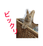 山下家のペット達2（個別スタンプ：15）