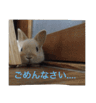 山下家のペット達2（個別スタンプ：16）