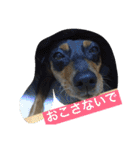 山下家のペット達2（個別スタンプ：17）