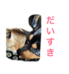 山下家のペット達2（個別スタンプ：20）