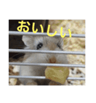 山下家のペット達2（個別スタンプ：23）