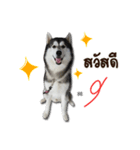 Thawpoo（個別スタンプ：1）