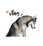 Thawpoo（個別スタンプ：5）