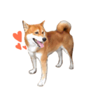 Shiba Inu : ICHI（個別スタンプ：7）