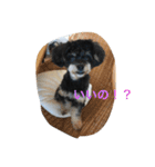 Kurokichidesu（個別スタンプ：1）