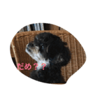 Kurokichidesu（個別スタンプ：2）