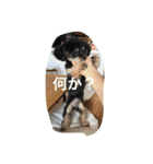 Kurokichidesu（個別スタンプ：7）
