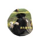 Kurokichidesu（個別スタンプ：10）
