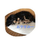 Kurokichidesu（個別スタンプ：23）