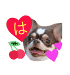 れおちぇ〜るてぃのがむしゃLIFE☆★（個別スタンプ：19）