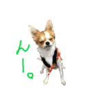 my dog STELLA 2（個別スタンプ：9）