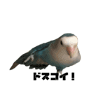 ゆかいな鳥族コザクラブラザーズ（個別スタンプ：1）