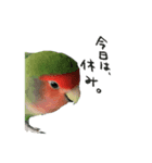 ゆかいな鳥族コザクラブラザーズ（個別スタンプ：2）