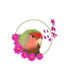 ゆかいな鳥族コザクラブラザーズ（個別スタンプ：3）