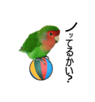 ゆかいな鳥族コザクラブラザーズ（個別スタンプ：4）