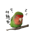 ゆかいな鳥族コザクラブラザーズ（個別スタンプ：5）