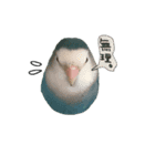 ゆかいな鳥族コザクラブラザーズ（個別スタンプ：6）