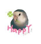 ゆかいな鳥族コザクラブラザーズ（個別スタンプ：7）