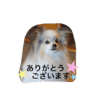 パピヨンのまろんスタンプ2（個別スタンプ：3）