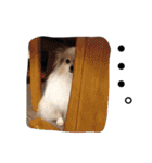 パピヨンのまろんスタンプ2（個別スタンプ：8）