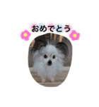 パピヨンのまろんスタンプ2（個別スタンプ：21）