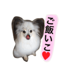 パピヨンのまろんスタンプ2（個別スタンプ：23）