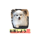 パピヨンのまろんスタンプ2（個別スタンプ：24）