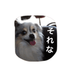 パピヨンのまろんスタンプ2（個別スタンプ：28）