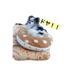パピヨンのまろんスタンプ2（個別スタンプ：39）