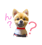 キレポメ（個別スタンプ：1）