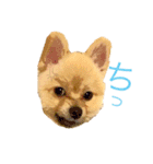 キレポメ（個別スタンプ：2）