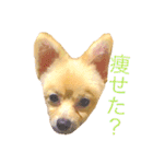 キレポメ（個別スタンプ：3）