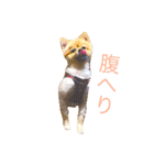キレポメ（個別スタンプ：4）