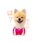 キレポメ（個別スタンプ：7）
