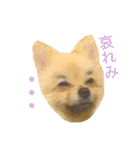 キレポメ（個別スタンプ：8）