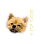 キレポメ（個別スタンプ：9）